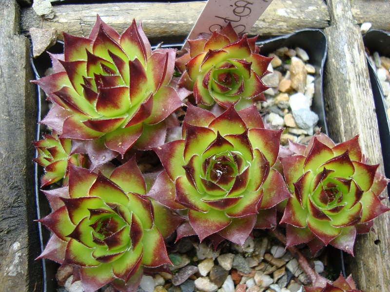 Lennik's Glory No. 3