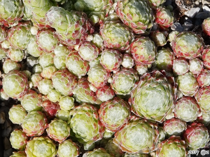 Cobweb Center