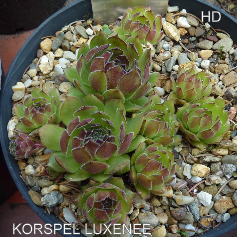 Korspel Luxenee