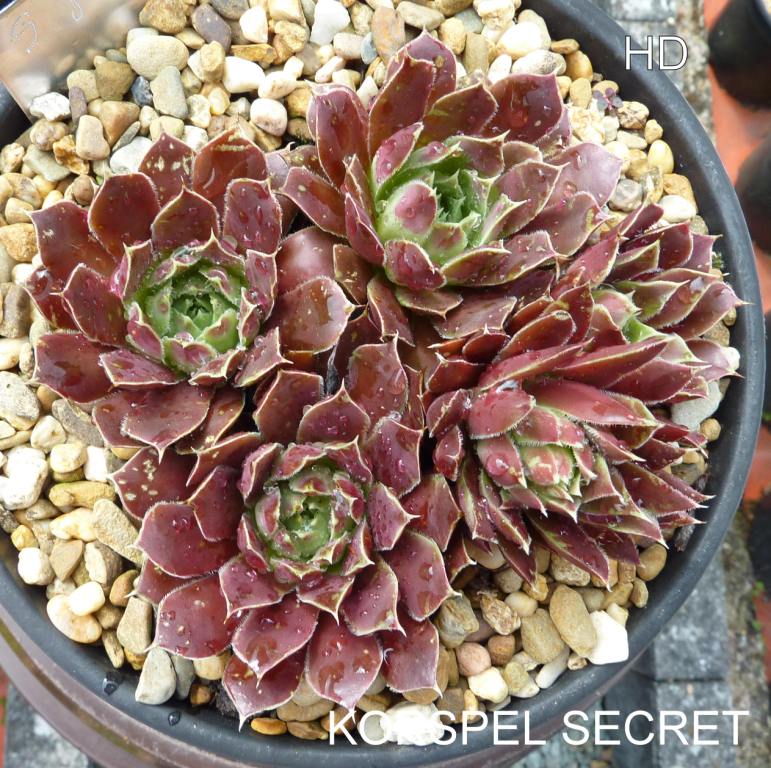 Korspel Secret / Jovi