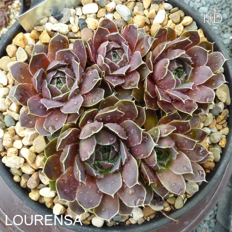 Lourensa / Jovi