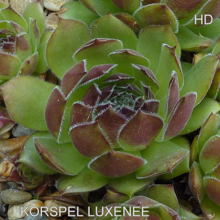 Korspel Luxenee