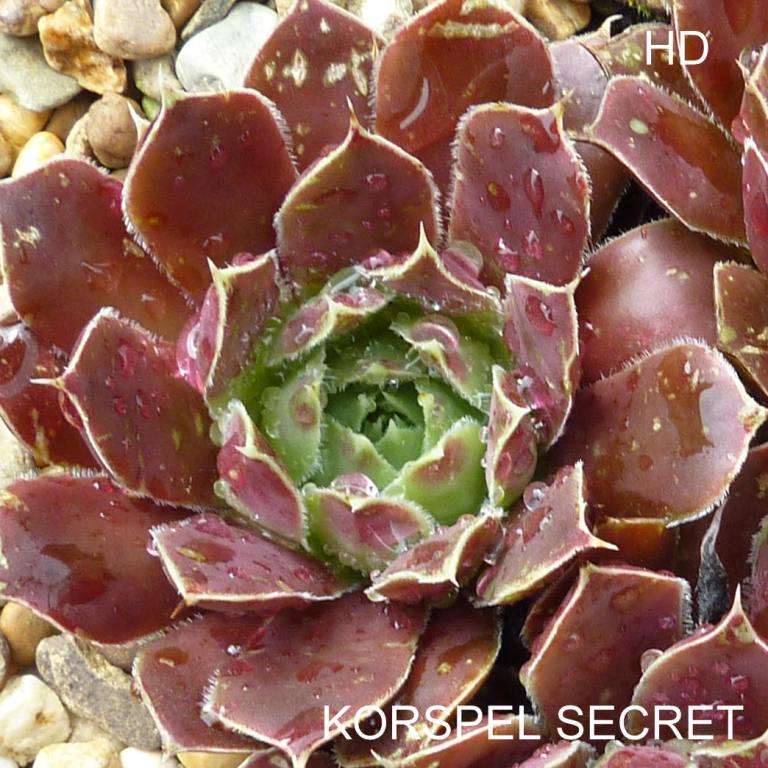 Korspel Secret / Jovi