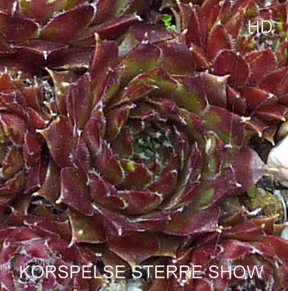 Korspelse Sterre Show