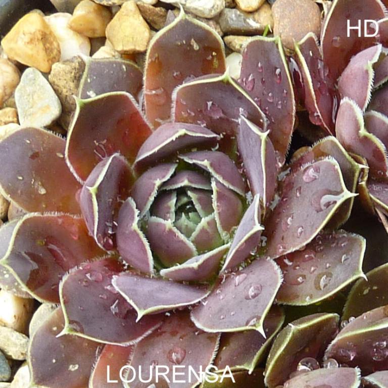 Lourensa / Jovi