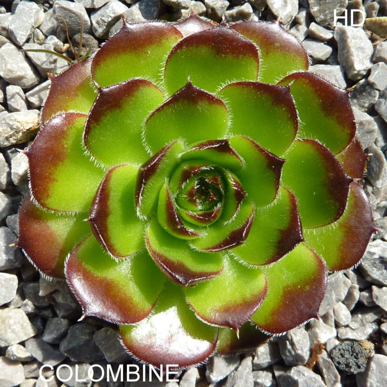 Colombine / Jovi