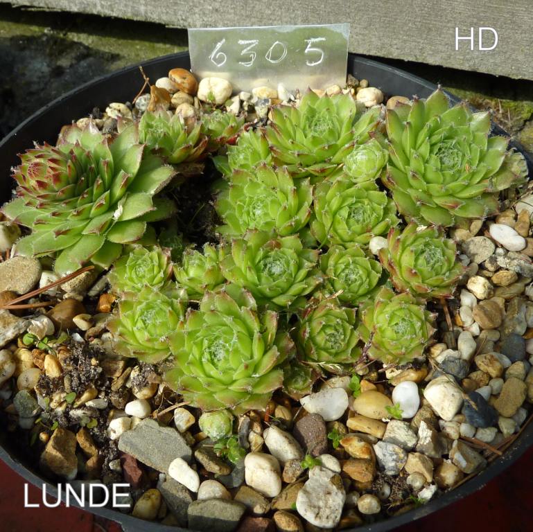 Lunde