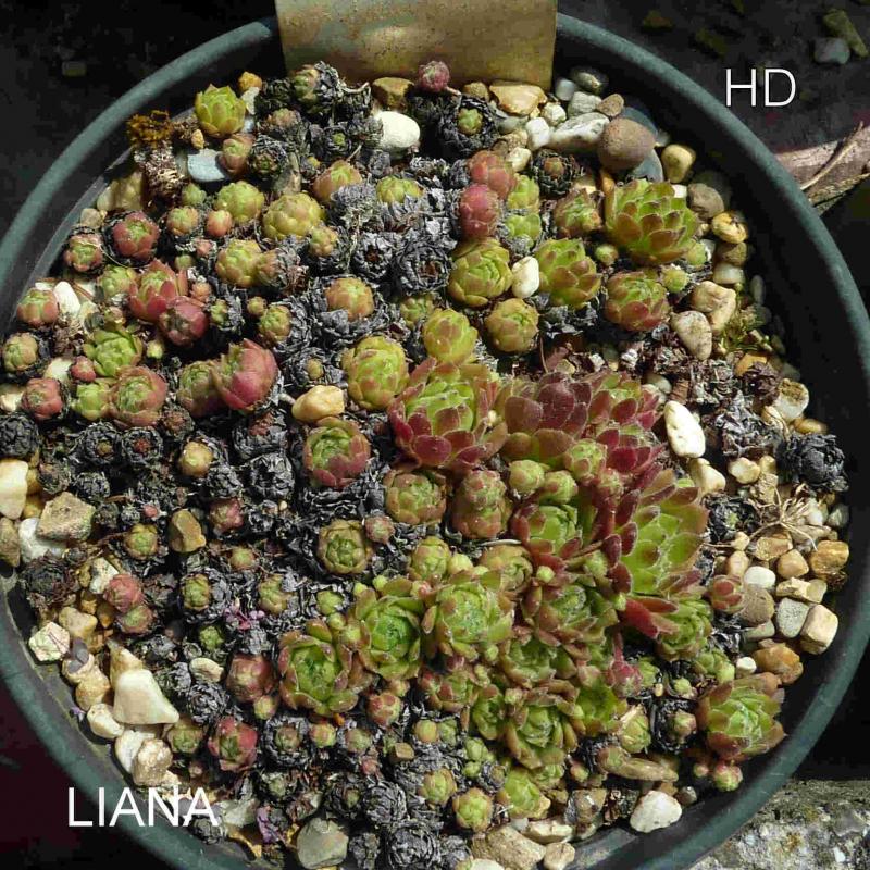 Liana