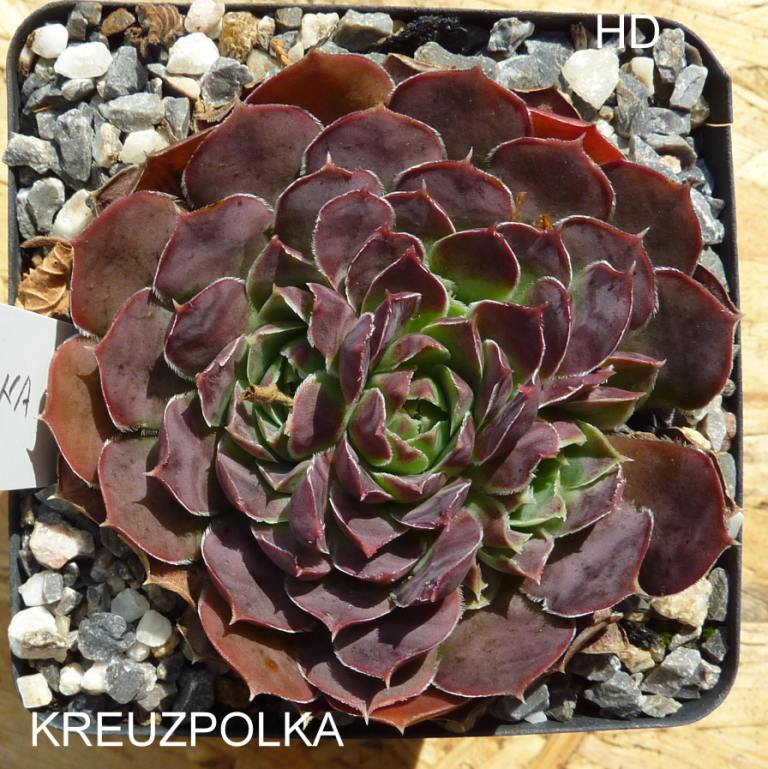 Kreuzpolka / Jovi