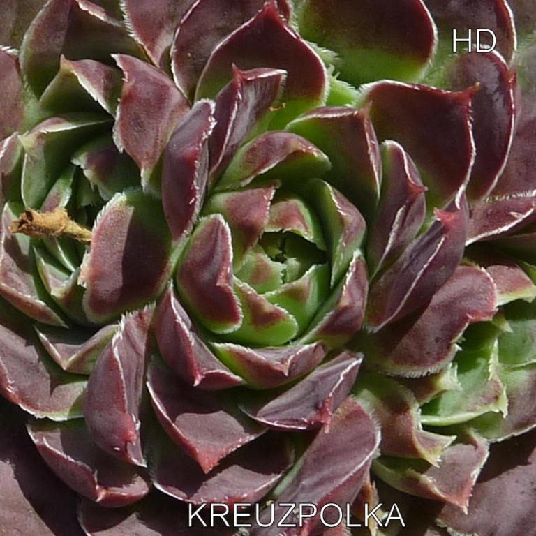 Kreuzpolka / Jovi