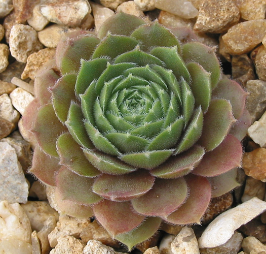 Lennik's Glory No. 3