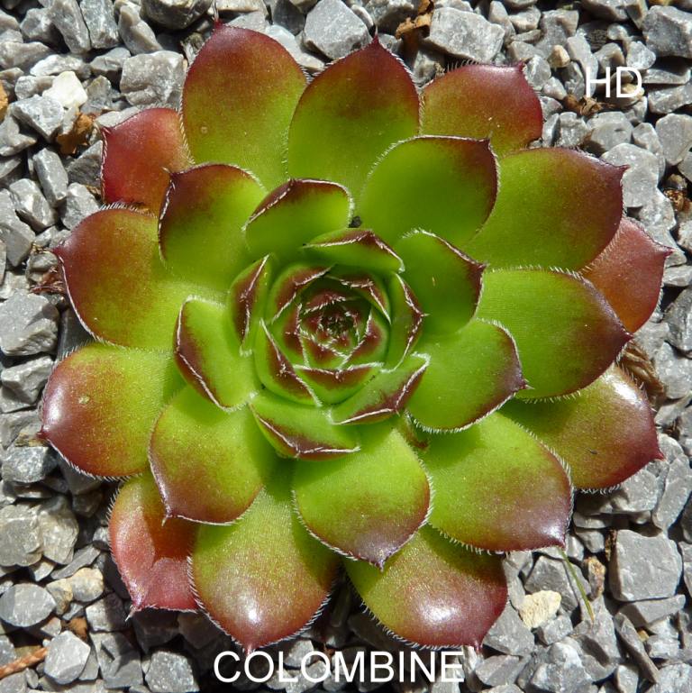 Colombine / Jovi