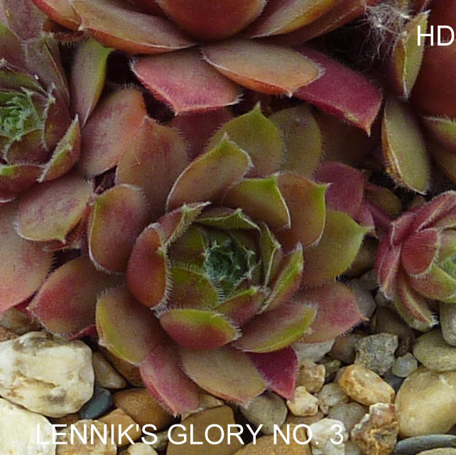Lennik's Glory No. 3
