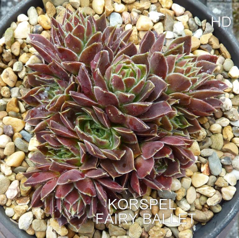 Korspel Fairy Ballet / Jovi