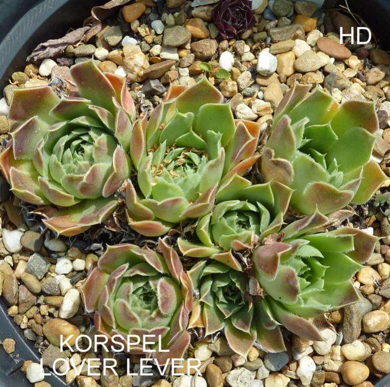 Korspel Lover Lever / Jovi