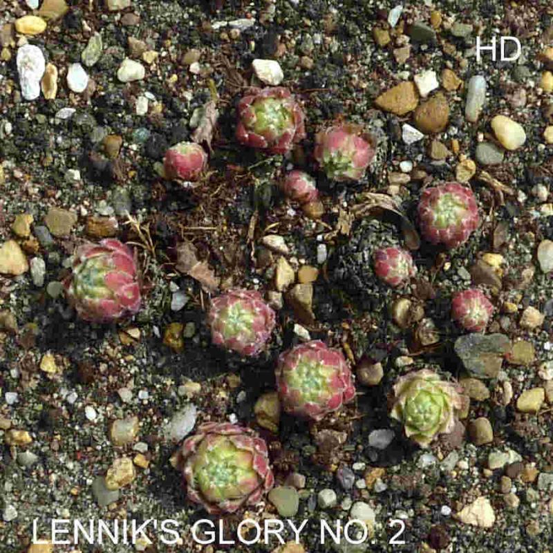 Lennik's Glory No. 2