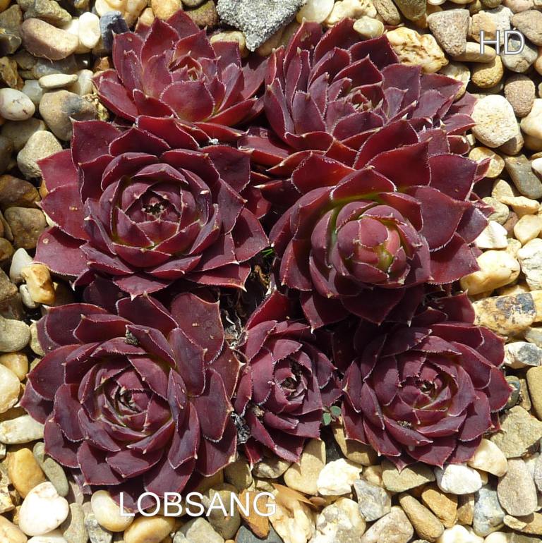 Lobsang / Jovi