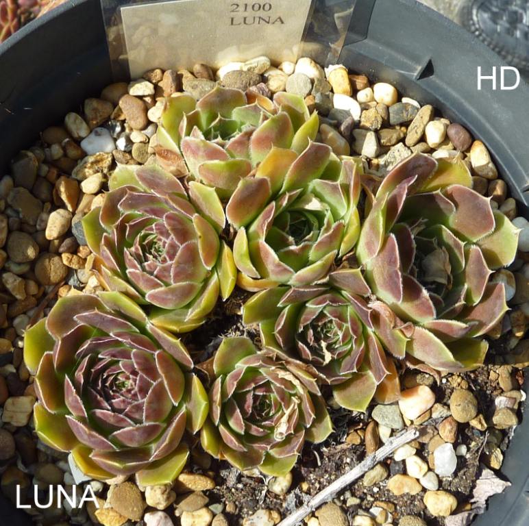 Luna / Jovi