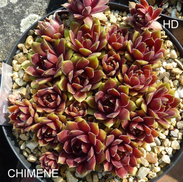 Chimene