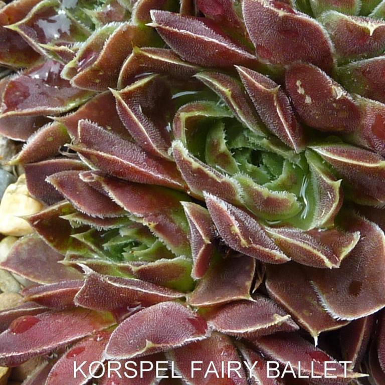 Korspel Fairy Ballet / Jovi