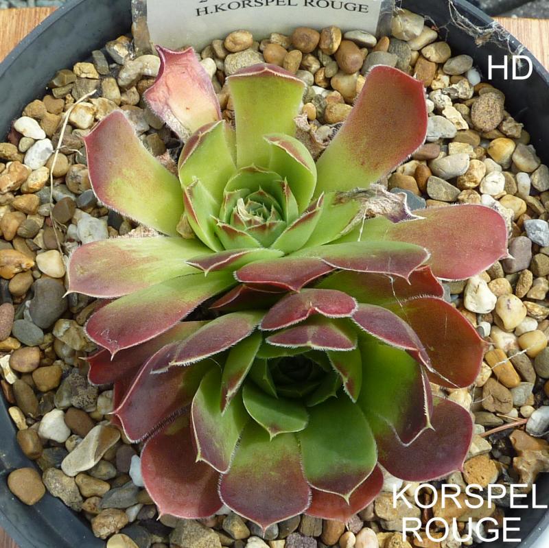 Korspel Rouge / Jovi