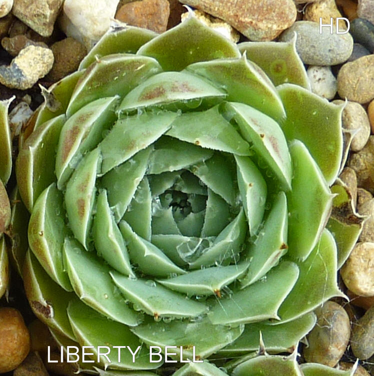 Liberty Bell / Jovi