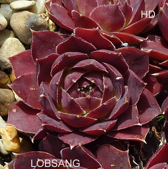 Lobsang / Jovi