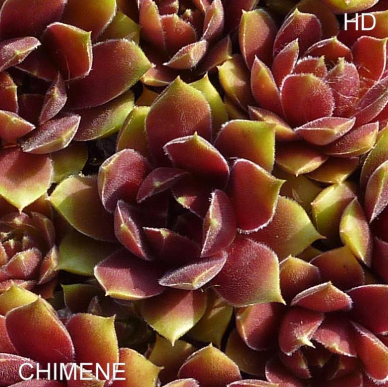 Chimene