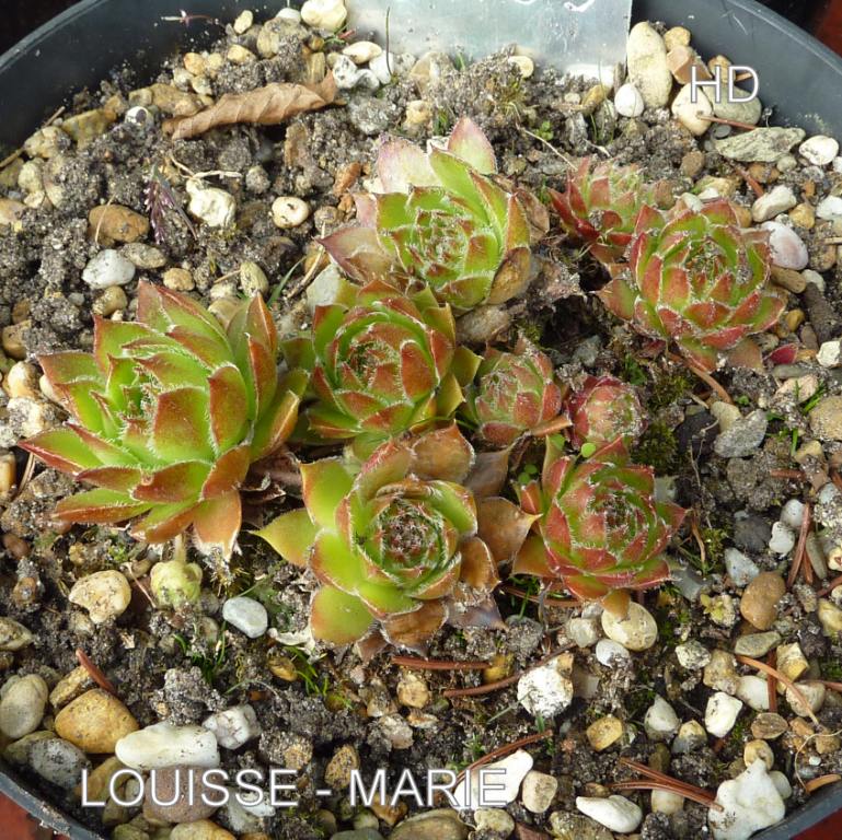 Louisse-Marie