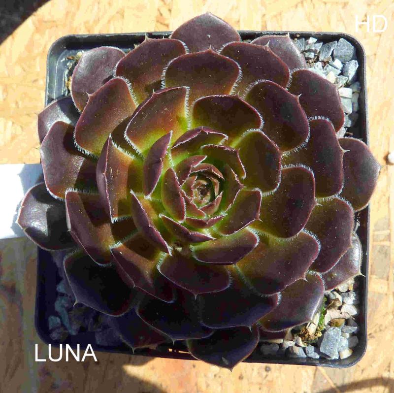 Luna / Jovi