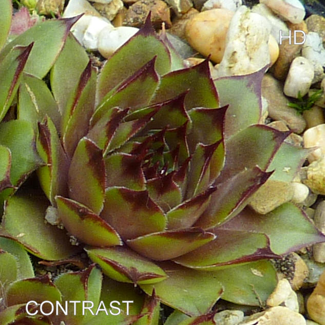 Contrast