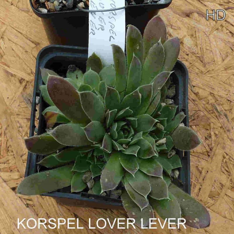 Korspel Lover Lever / Jovi