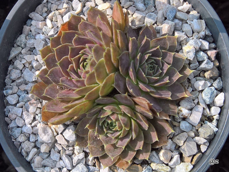 Korspelse Senne Beauty / Jovi