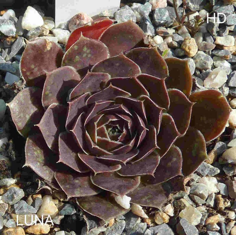Luna / Jovi
