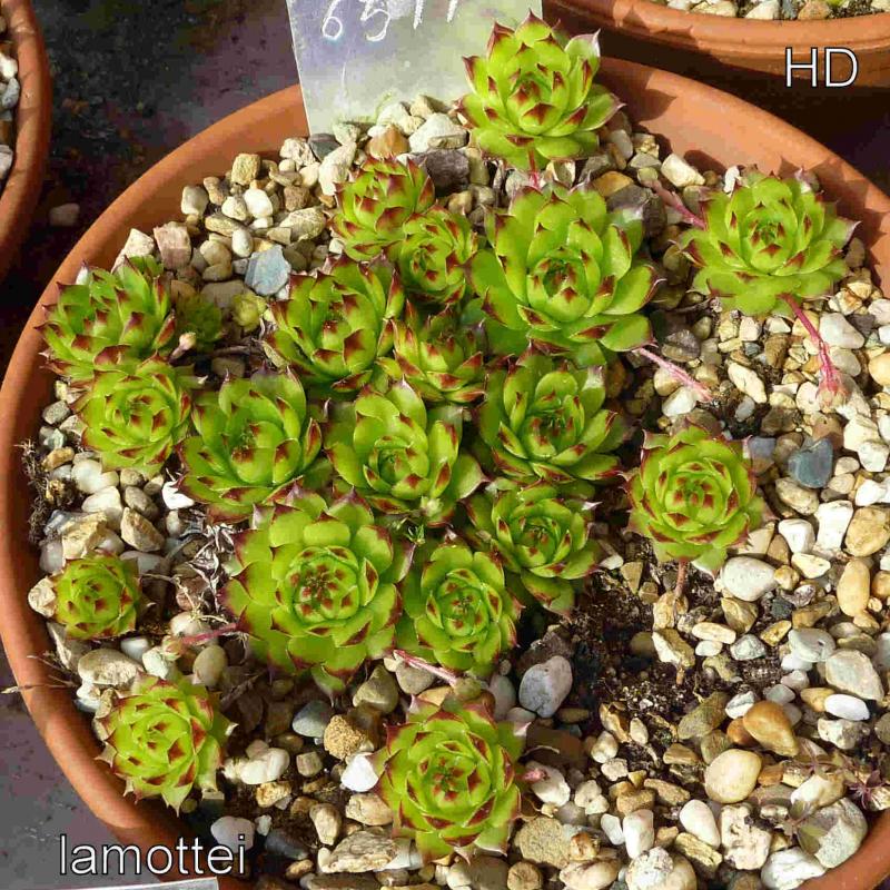 tectorum var. tectorum (lamottei)