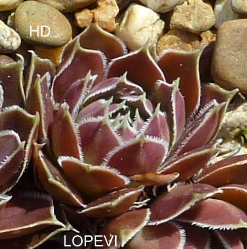 Lopevi / Jovi