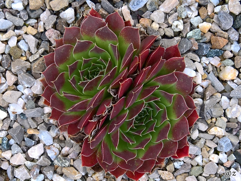 Clarissa / Jovi
