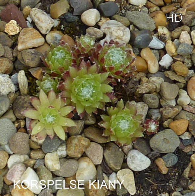 Korspelse Kiany
