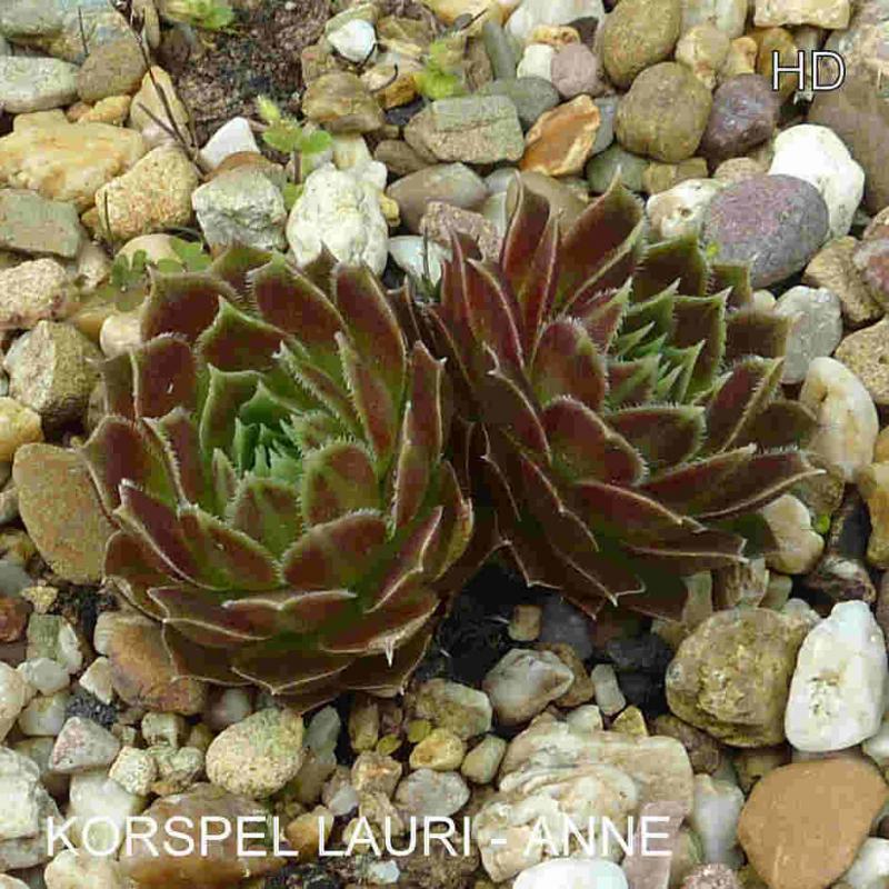 Korspel Lauri-Anne / Jovi