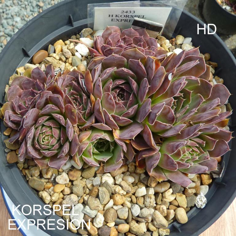 Korspel Expression / Jovi