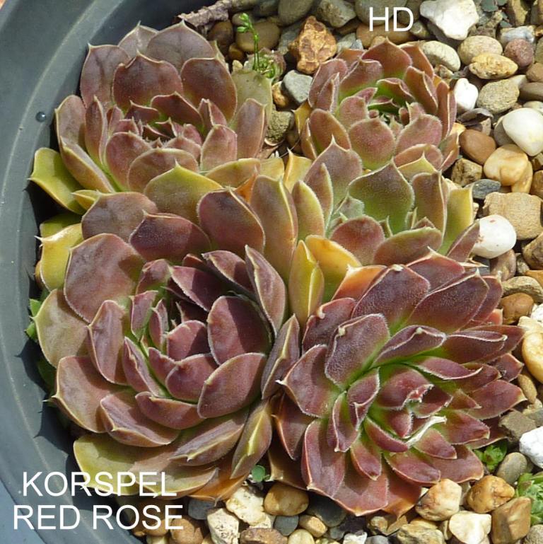 Korspel Red Rose / Jovi