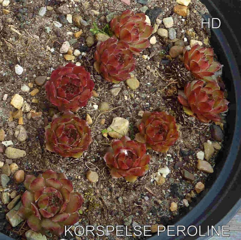 Korspelse Peroline
