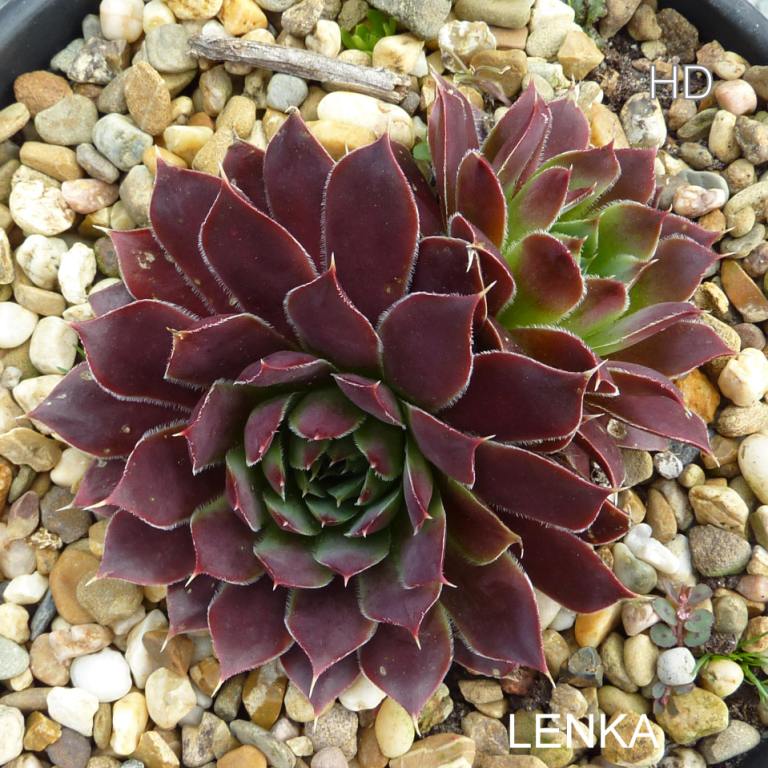 Lenka / Jovi