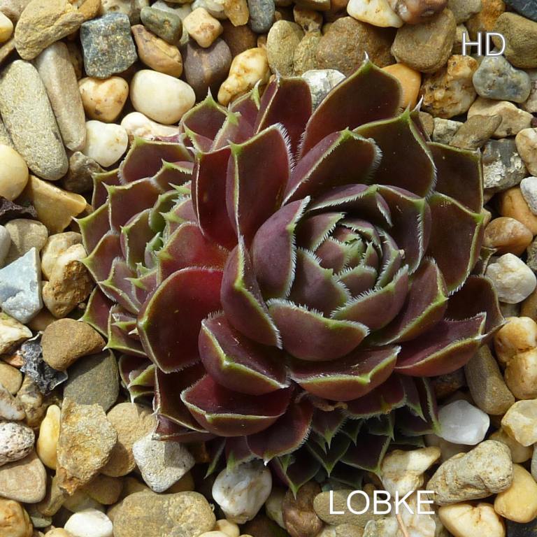 Lobke / Jovi
