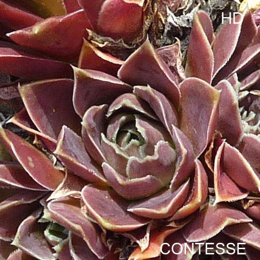 Contesse / Jovi