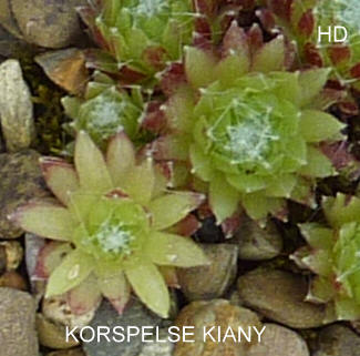 Korspelse Kiany