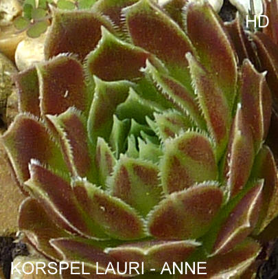Korspel Lauri-Anne / Jovi