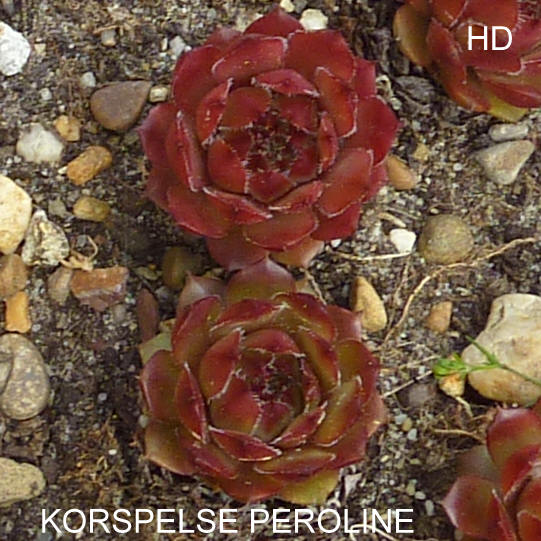 Korspelse Peroline
