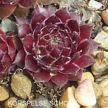 Korspelse Schone