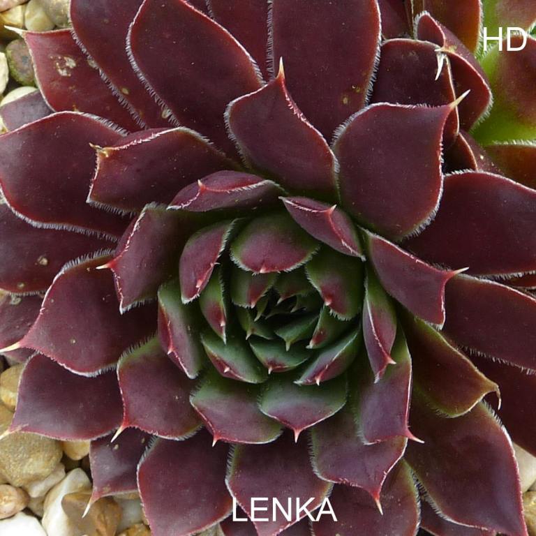 Lenka / Jovi